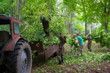 Вывоз трактором вырубленного в парке подроста (Фото С.Белых).