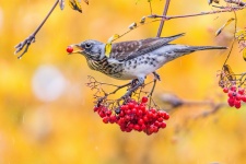 Фото: Константин Дронов Фото: Константин Дронов