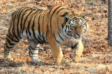 Photo by: Svetlana Sutyrina. Provided by the Amur Tiger Center 