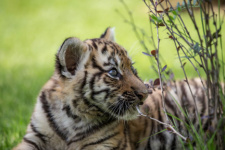 Photo by: Afanasiy Bereda, provided by the Amur Tiger Center