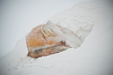 Фото: Тимур Ахметов 