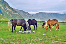 Лошади у реки Чулышман