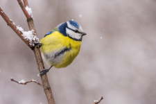 Фото: Константин Дронов Фото: Константин Дронов