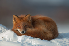 Фото: Сергей Горшков 