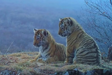 Фото с сайта национального парка "Земля леопарда" leopard-land.ru