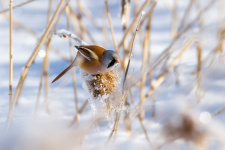Фото: Андрей Костромин