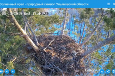 Камера у гнезда солнечного орла Камера у гнезда солнечного орла