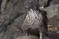 The hawk-eagle. Author: Sergey Gorshkov
