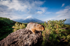 Фото:  Федор Поволкович