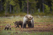 Фото: Алексей Сулоев