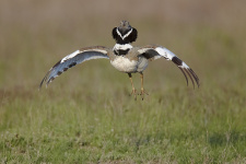 Фото: Олег Першин