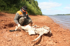 Фото предоставлено Вятским палеонтологическим музеем