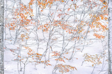 Встреча осени и зимы. Фото: Елена Пахалюк, участница фотоконкурса РГО «Самая красивая страна» Встреча осени и зимы. Фото: Елена Пахалюк, участница фотоконкурса РГО «Самая красивая страна»