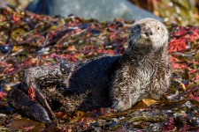 Калан. Фото: Екатерина Овсяникова, участница фотоконкурса РГО «Самая красивая страна» Калан. Фото: Екатерина Овсяникова, участница фотоконкурса РГО «Самая красивая страна»