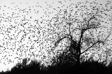 "Птицы". Фото: Надежда Муравьёва