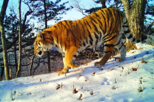 Амурский тигр. Снимок фотоловушки нацпарка "Земля леопарда"