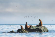 Охотское море. Заклинатели птиц. Фото: Екатерина Васягина, участница фотоконкурса РГО «Самая красивая страна»