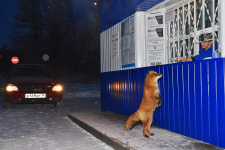 Таёжная гостья. Фото: Юрий Коковин, финалист фотоконкурса РГО "Самая красивая страна" Таёжная гостья. Фото: Юрий Коковин, финалист фотоконкурса РГО "Самая красивая страна"