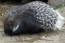 Гребенчатый дикобраз. Фото из архива Новосибирского зоопарка им. Р.А. Шило