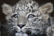Переднеазиатский леопард Гром. Фото: Умар Семёнов