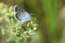 Голубянка. Фото Д. Плешковой