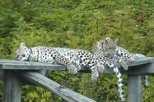 Переднеазиатские леопарды Кодор и Лаба. Фото предоставлено Министерством природных ресурсов РФ