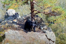 Кадр из видео с фотоловушки нацпарка "Земля леопарда"