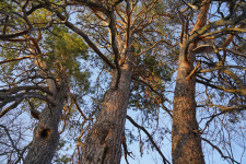 Старовозрастные сосны. Национальный парк «Бузулукский бор». Фото: Вельмовский П.В., ноябрь 2020 г.