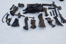 Костные фрагменты древних животных. Фото предоставлено Евгением Тамплоном