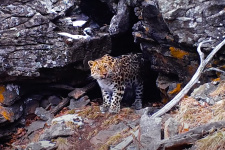 Фото предоставлено национальным парком "Земля леопарда"
