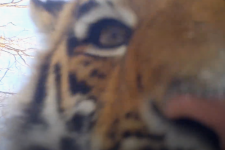 Кадр из видео с фотоловушки, установленной в национальном парке "Земля леопарда"