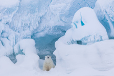 БезМЕДВЕЖность. Фото: Николай Гарнет БезМЕДВЕЖность. Фото: Николай Гарнет