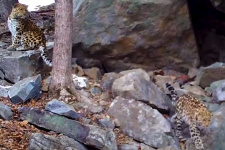 Фрагмент видео из национального парка "Земля леопарда"