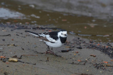 Китайская трясогузка. Автор фото Сергей Чумаков