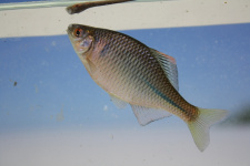 обыкновенный горчак Rhodeus sericeus (Pallas, 1776)
