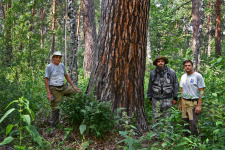 Александр Чибилёв (слева) с коллегами у сосны-великана в Касмалинском ленточном бору. Алтайский край. Фото из издания "Картины природы Степной Евразии"