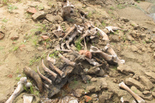 Остатки скелета бизона. Фото Ремизова С.О.