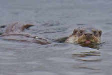 Речная выдра на зимней рыбалке. Фото Сергея Чумакова