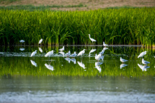 Малые белые цапли и чайки. Фото: Антон Юзбашев, участник конкурса РГО "Самая красивая страна"