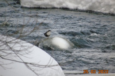 Оляпка обыкновенная. Фото Александра Лесникова