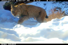 Рысь в Саяно-Шушенском заповеднике. Фото с фоторегистратора