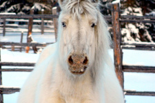Якутская лошадь - уникальное животное. Фото А. Петровой