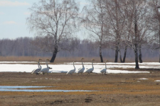 Заказник "Кирзинский". Фото Д.Плешковой