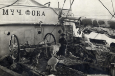 Седов в собаками на шхуне "Святой Фока". Фото: Научный архив РГО