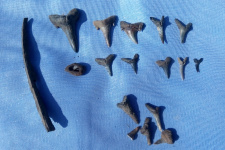 Акульи зубы составили большую часть находок