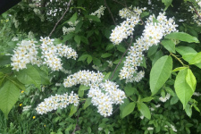 Черемуха цветет. Фото: Светлана Ерегина