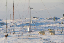 Медведи на метеоплощадке. Из семейного архива Комчубаевых Медведи на метеоплощадке. Из семейного архива Комчубаевых