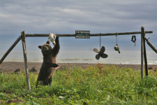Осторожно, работает медведь! Фото: Александра Волкова