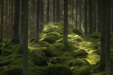 Таинство леса. Фото: Ольга Потапова