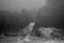 Фотоловушка зафиксировала хищника в момент охоты. Фото: пресс-служба ФГБУ "Земля леопарда"